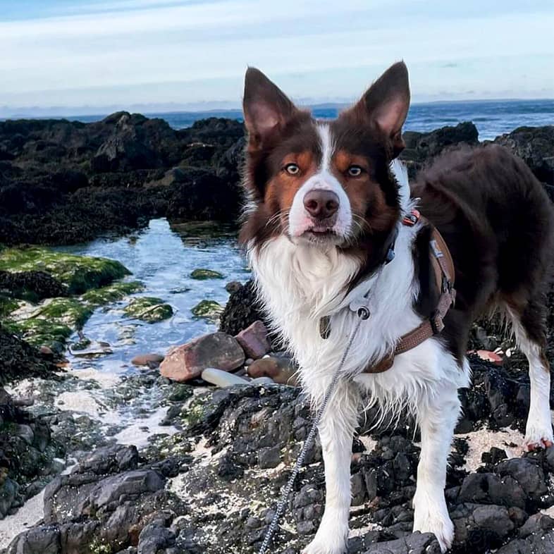 Brown and white border collie standing on rocks near the water.