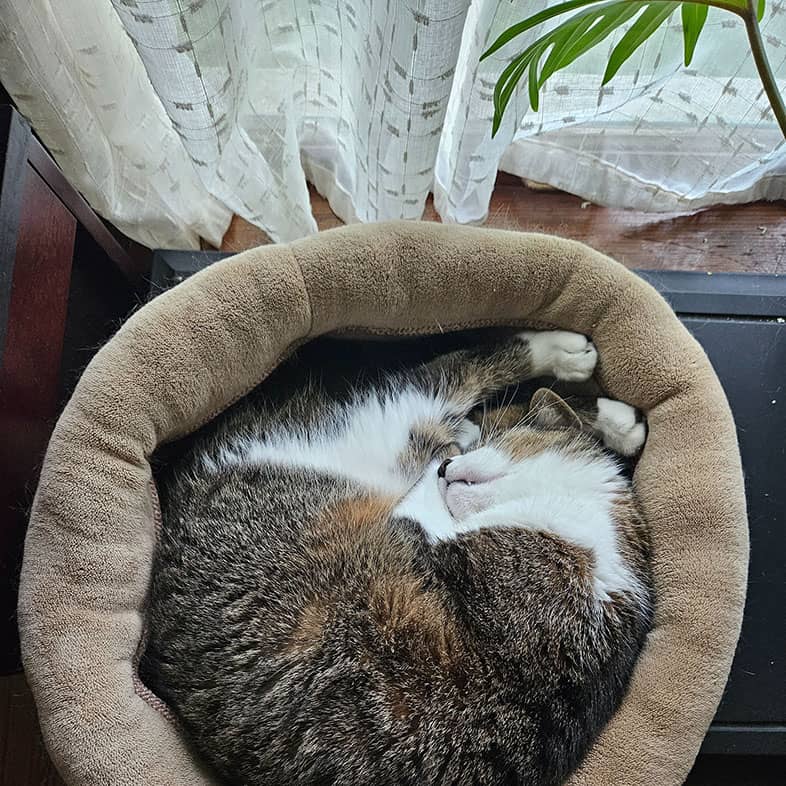 A brown and white cat sleeping in a circular position completely filling up a circle-shaped cat bed.