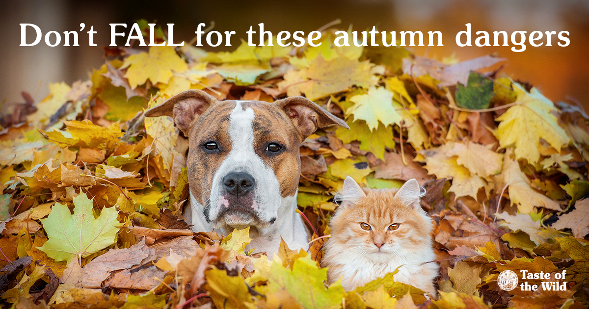 A brown and white dog and an orange and white cat sitting together in a large pile of leaves.