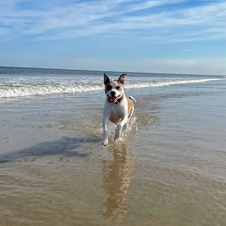 A brown and white mixed breed dog runs along the wet sand on the beach in front of the water.