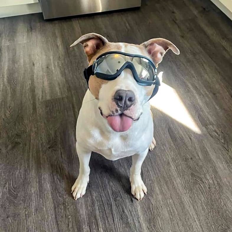 Brown and white pit bull mix wearing gray goggles and sitting in a kitchen.