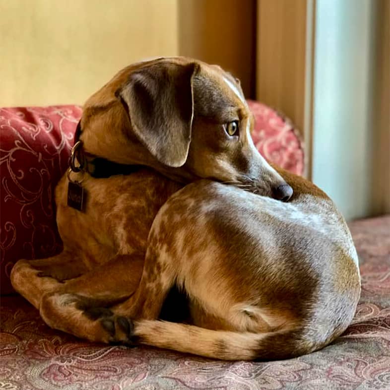A brown and white spotted mixed breed dog is curled up on a red patterned couch.