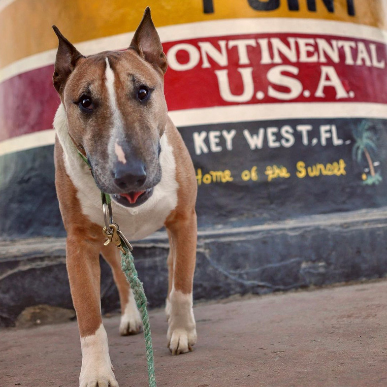 Bull terrier walking towards camera and standing in front of Key West sign.