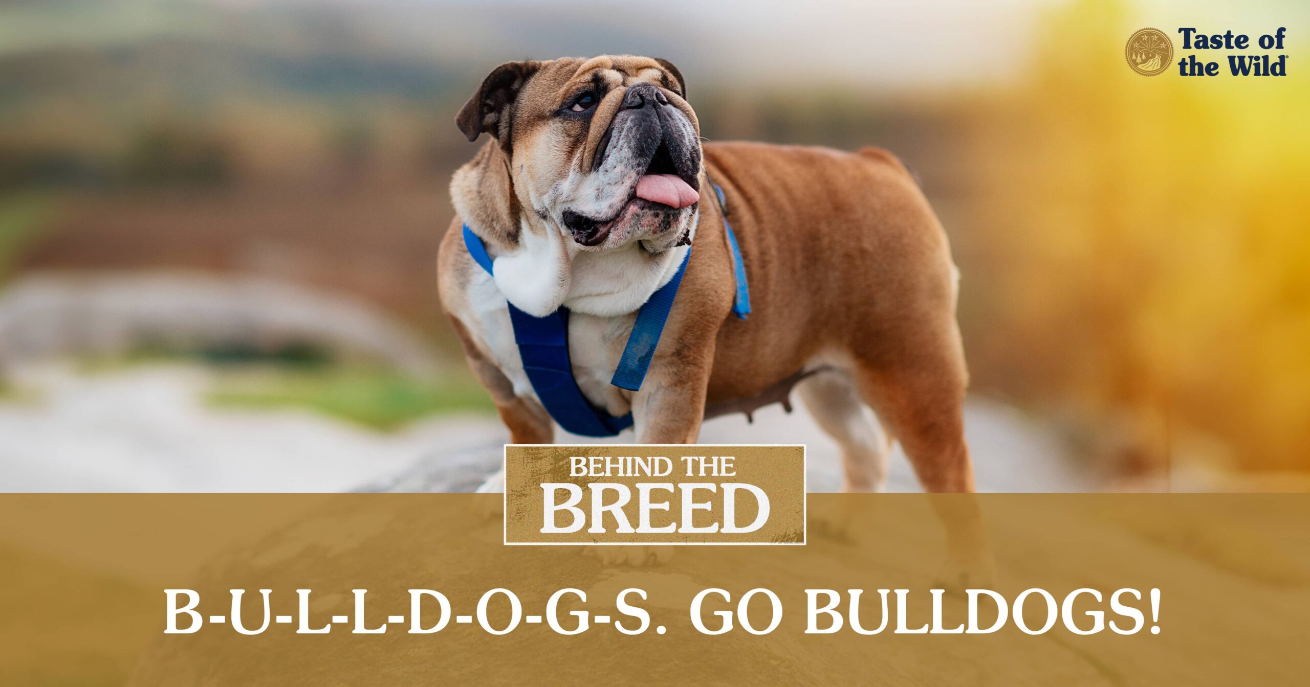 A bulldog wearing a blue harness while standing on a big rock in the sun.