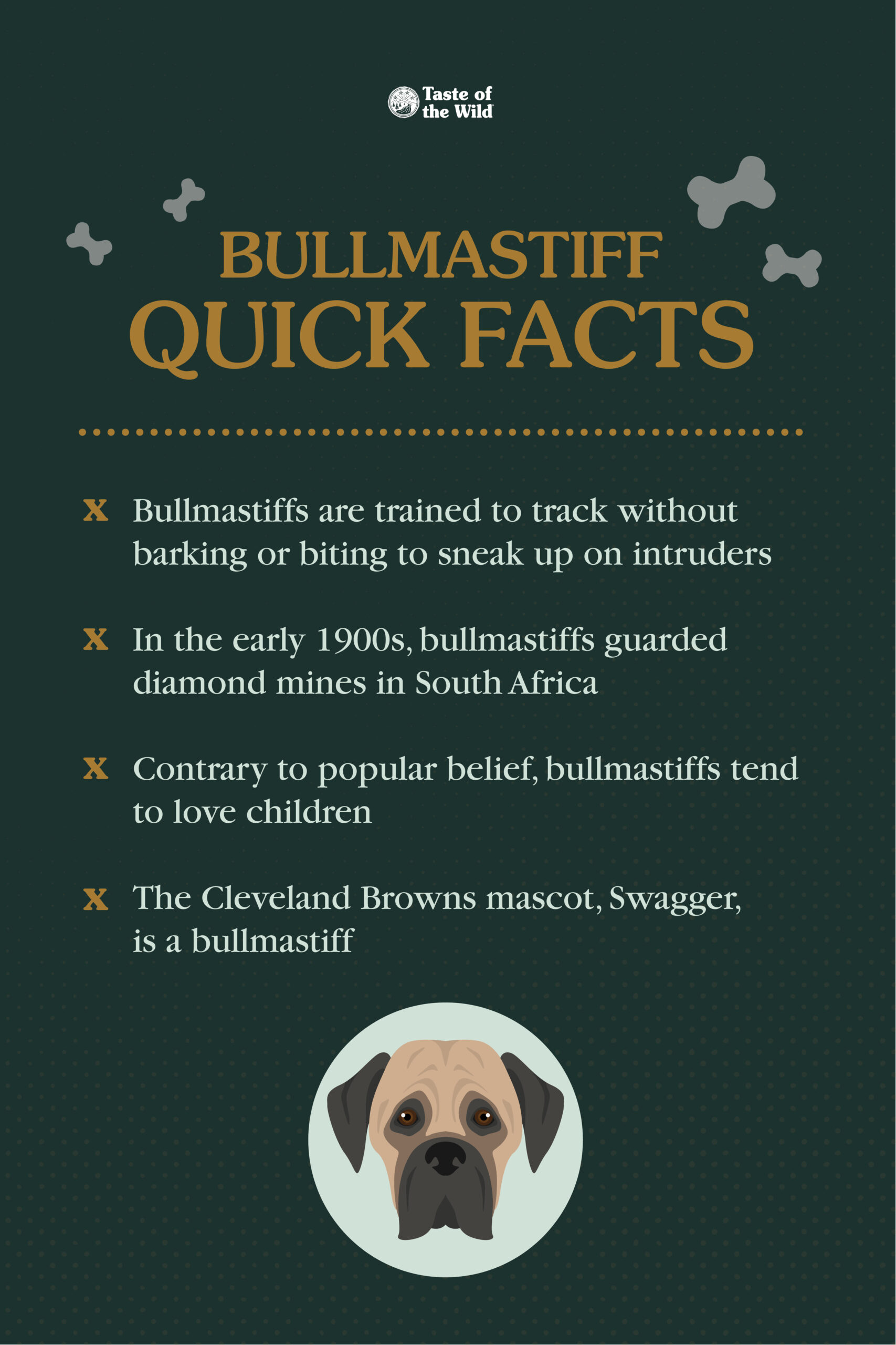 An interior graphic detailing four quick facts about bullmastiffs.