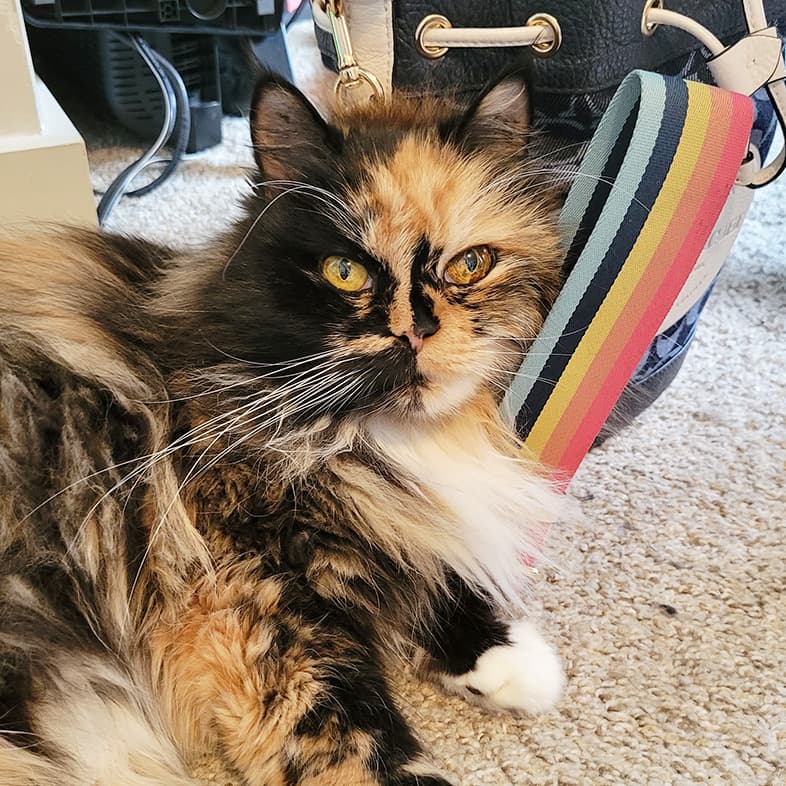 Calico Siberian Cat Lying in the House | Taste of the Wild