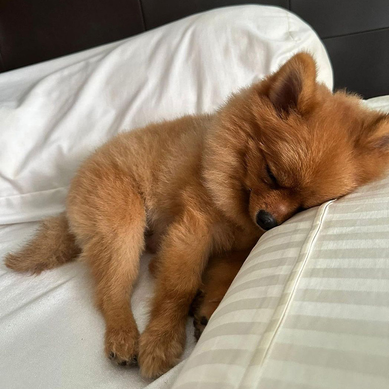 Caramel Pomeranian sleeping on a striped pillow in bed | Taste of the Wild