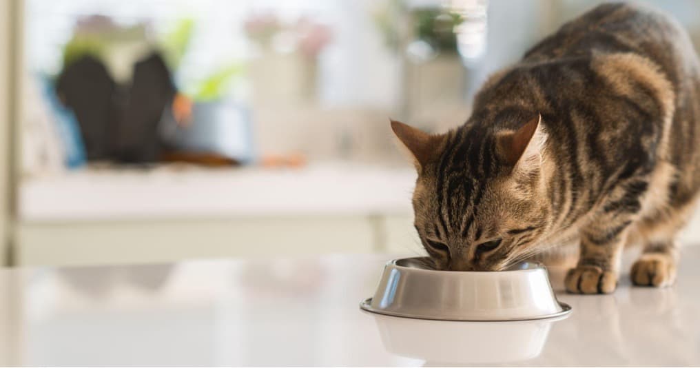 A cat standing on a countertop eating food out of a metal bowl.