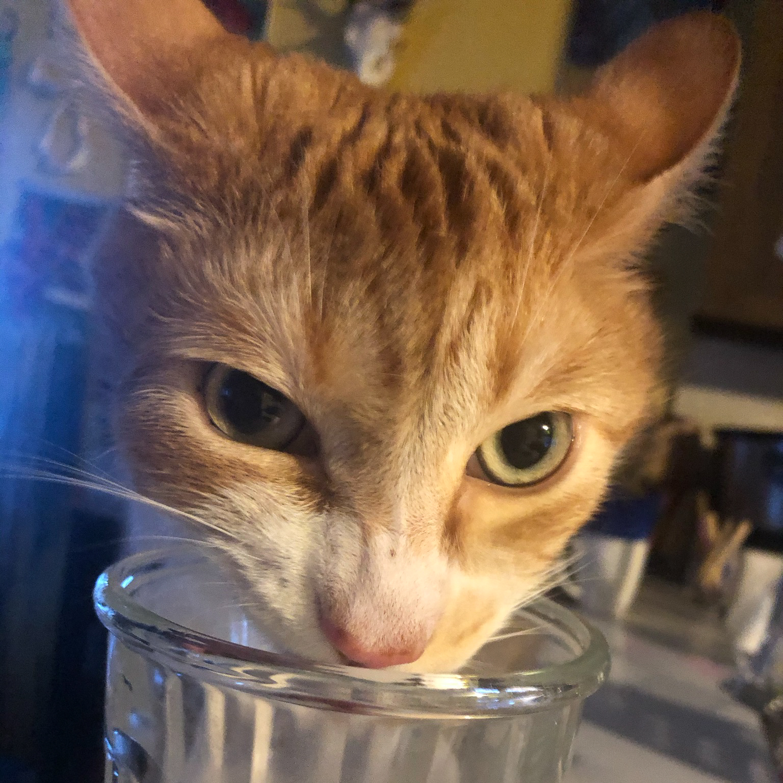 Cat Drinking Water Out of Glass | Taste of the Wild