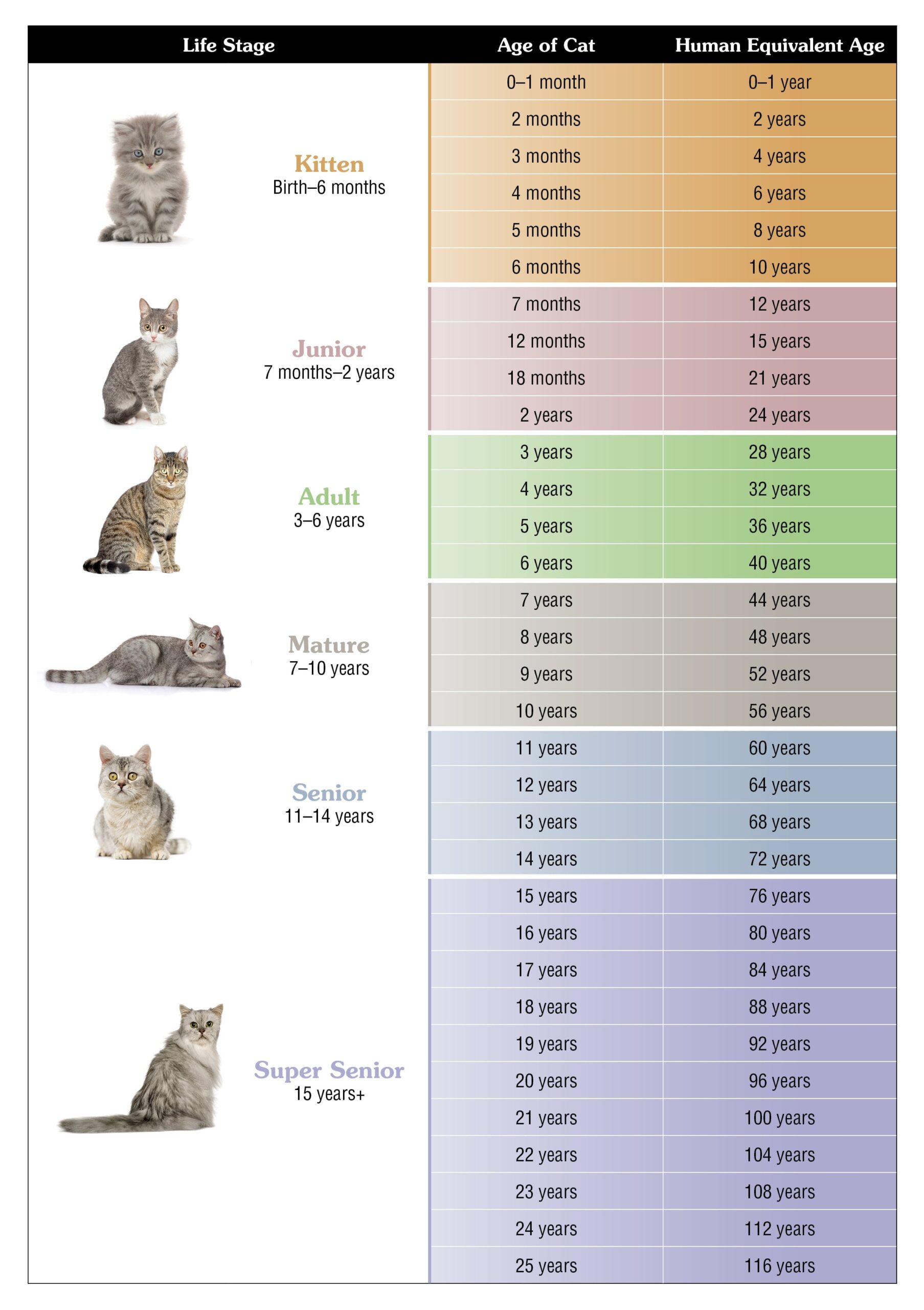 An interior graphic depicting an age chart for cats and what their human equivalent age is from birth up to 25 years old.