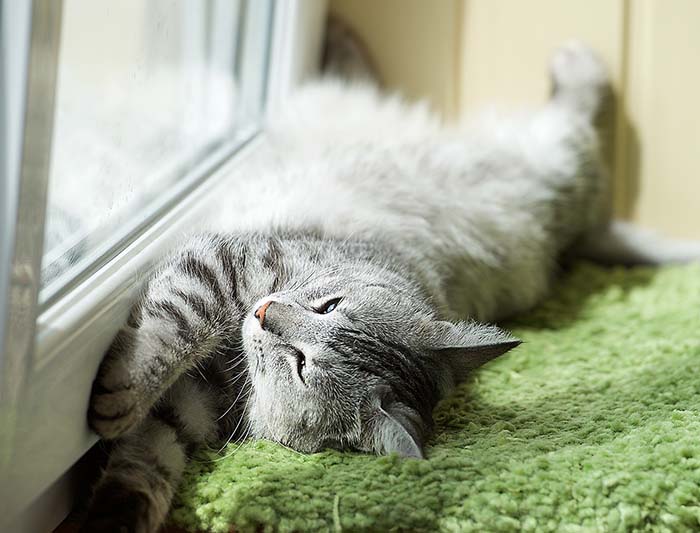 A cat lying on its back next to a window with the sun shining on its belly.