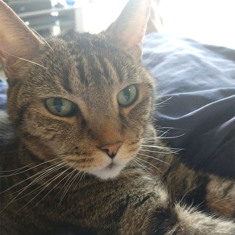Cat Looking at the Camera | Taste of the Wild