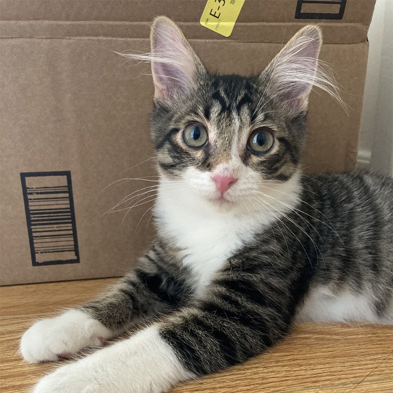 Cat Lying by Box | Taste of the Wild