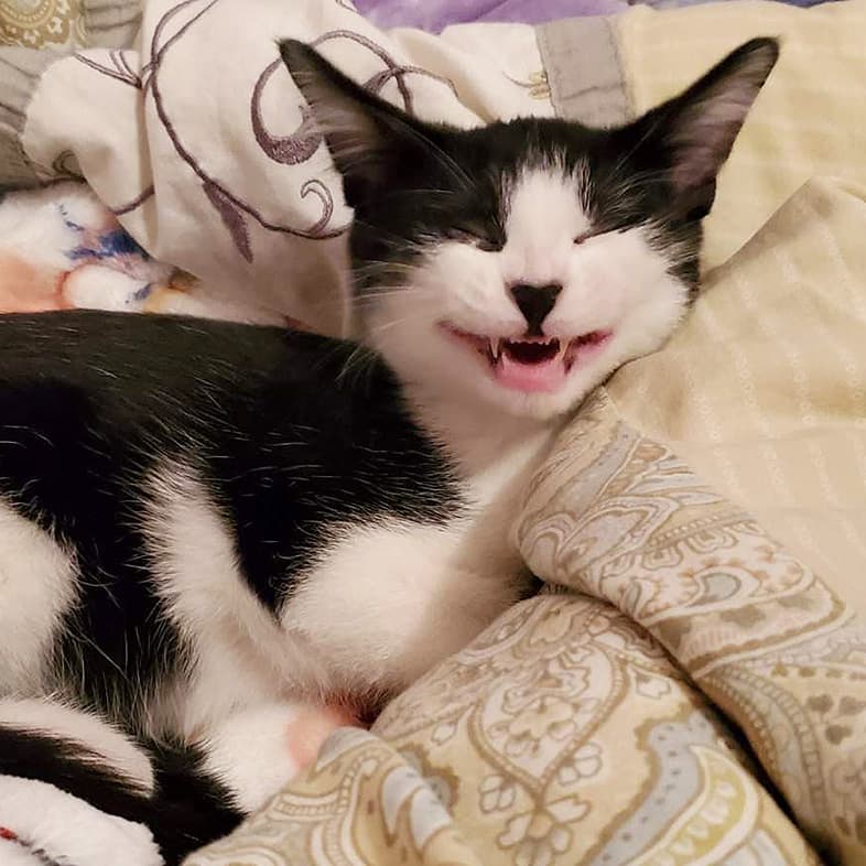 Cat Lying in Bed With Mouth Open | Taste of the Wild