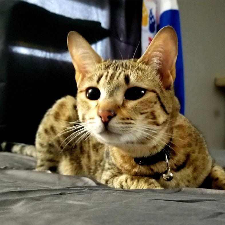 Cat Lying on Bed | Taste of the Wild