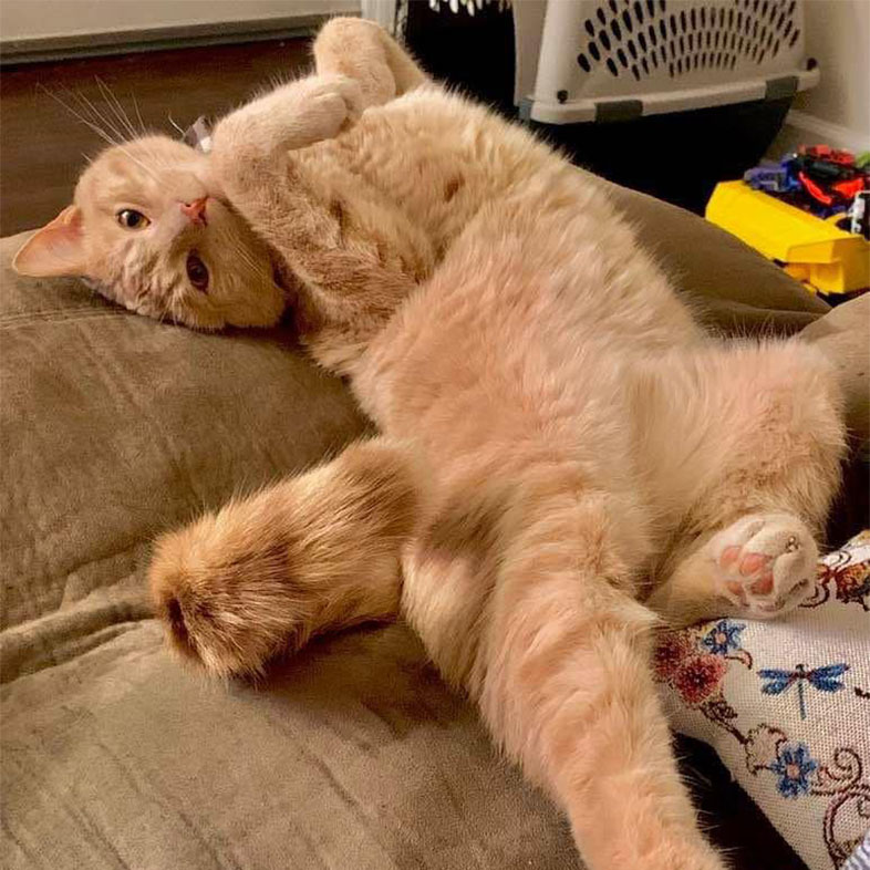 Cat Lying on Bed with Paws Up | Taste of the Wild