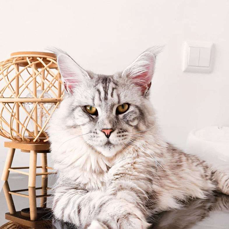 Cat Lying On A Table | Taste of the Wild