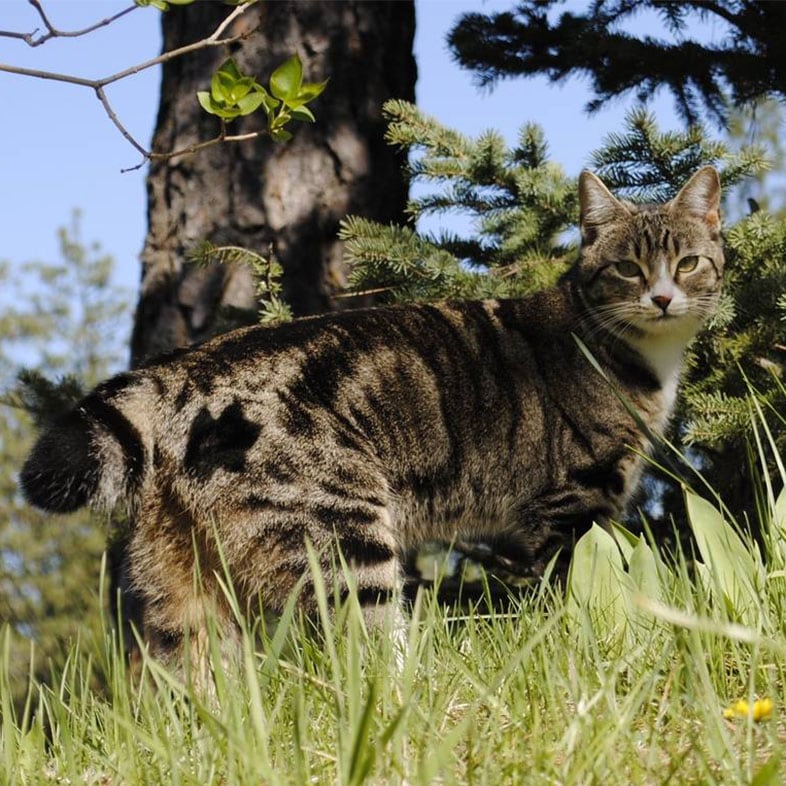 Cat on Grass Next to a Tree | Taste of the Wild