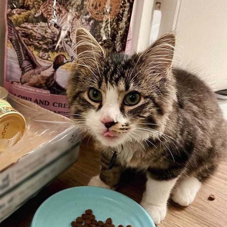Cat Sitting Next to Taste of the Wild Food Bag and Bowl | Taste of the Wild