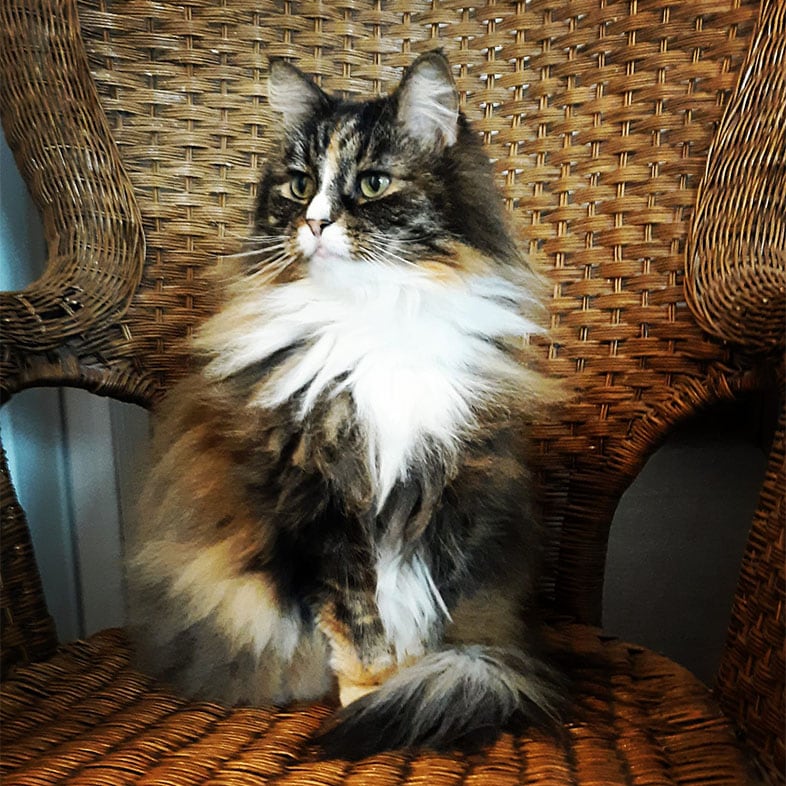 Cat Sitting on a Chair | Taste of the Wild