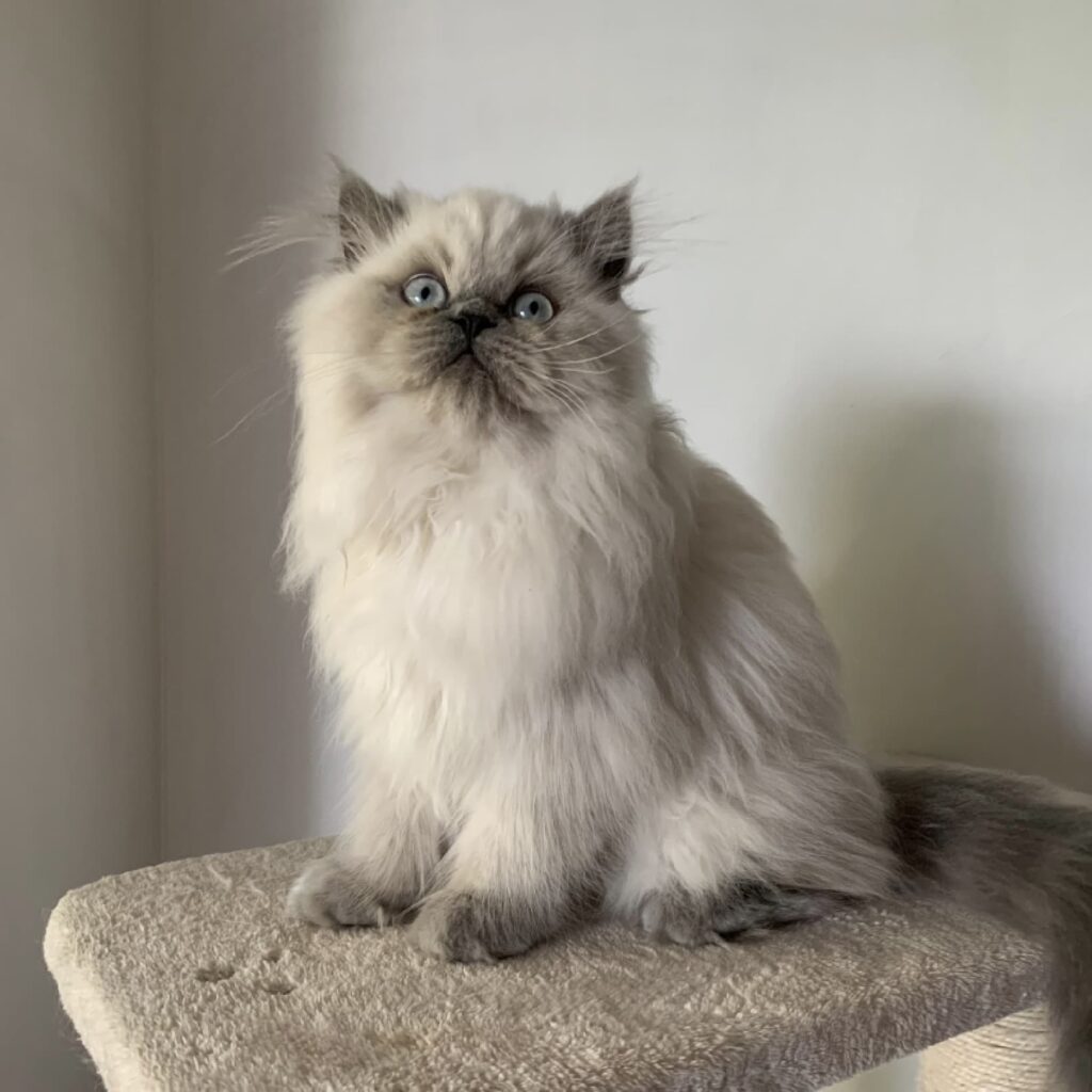 Cat Sitting on Top of Cat Tower | Taste of the Wild