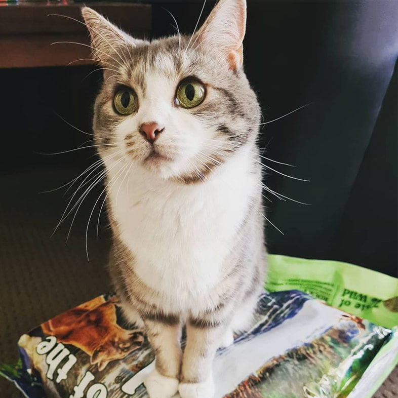 Cat Sitting on Top of Taste of the Wild Food Bag | Taste of the Wild