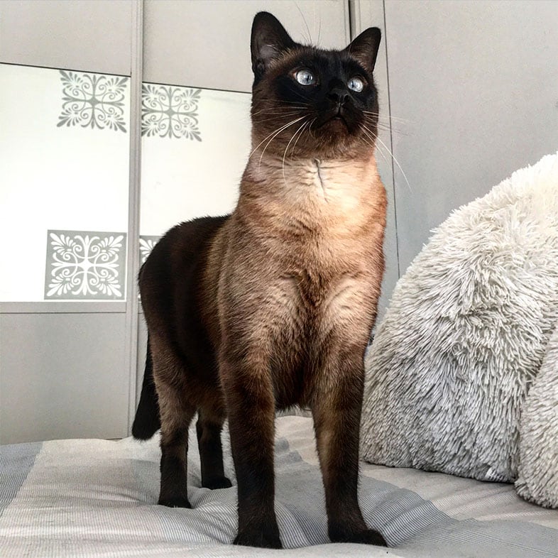 Cat Standing on Top of a Bed | Taste of the Wild