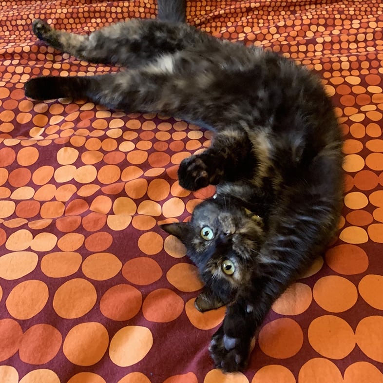 Cat Stretching On Bed | Taste of the Wild