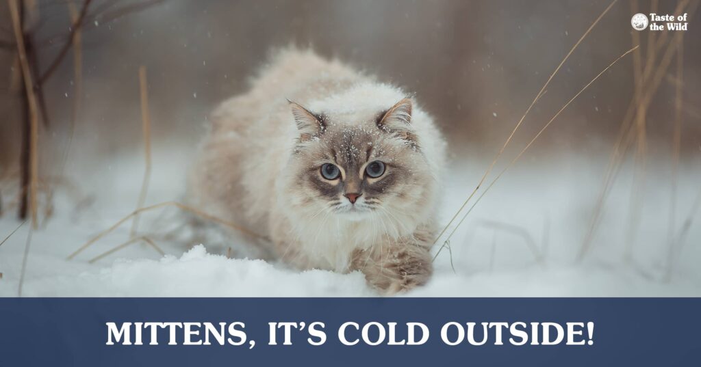 A cat walking outside through the snow.