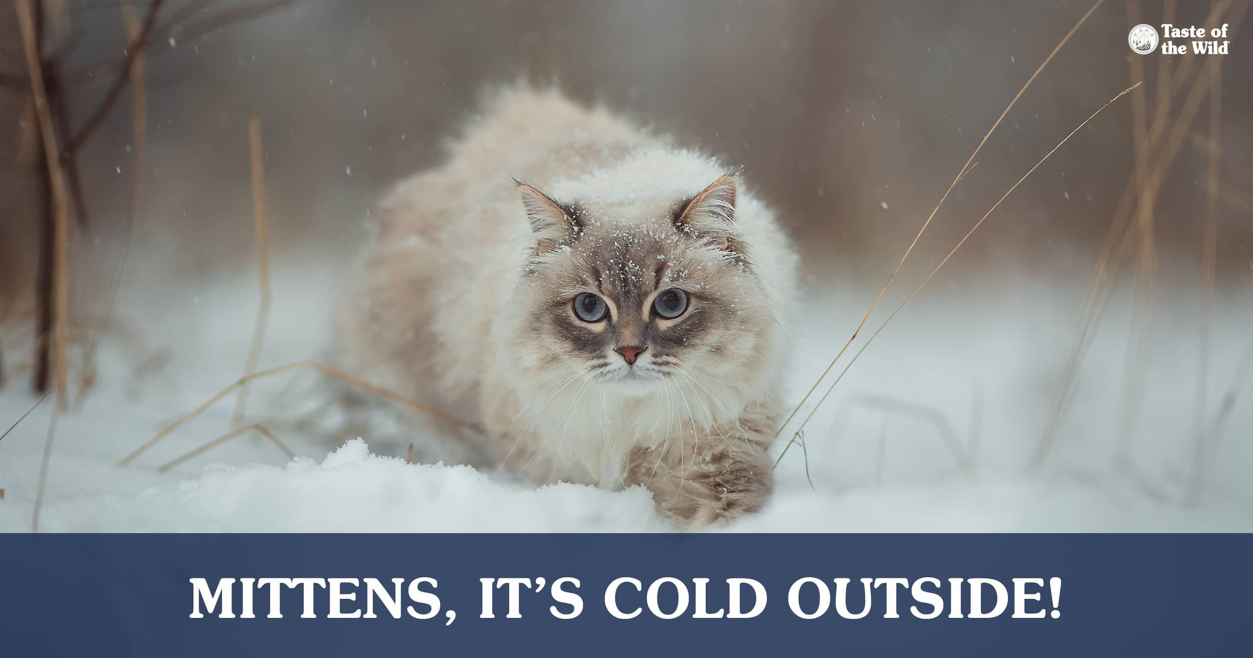 A cat walking outside through the snow.