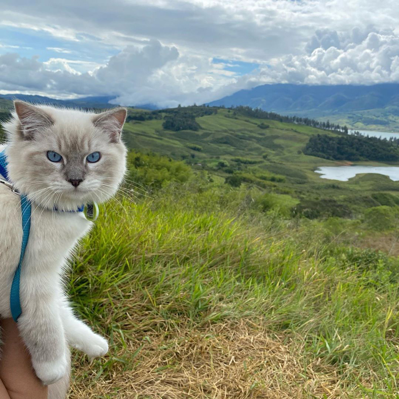 Cat With A Leash Outdoors | Taste of the Wild