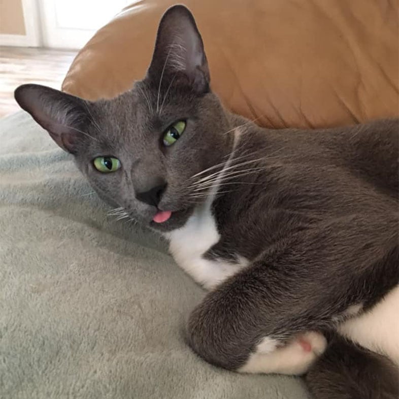 Green-Eyed Cat Lying Down | Taste of the Wild