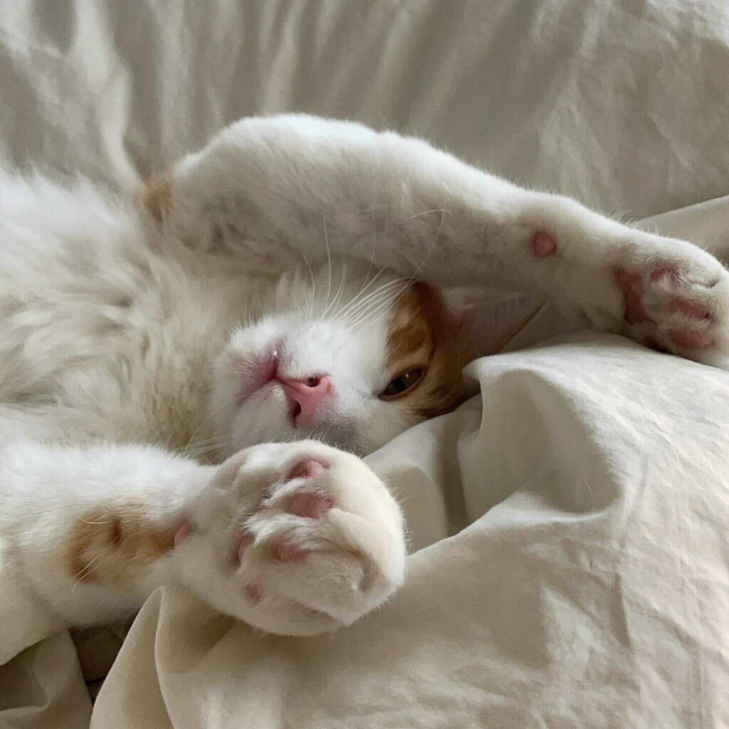 Cat Wrapped in Bed Sheets | Taste of the Wild