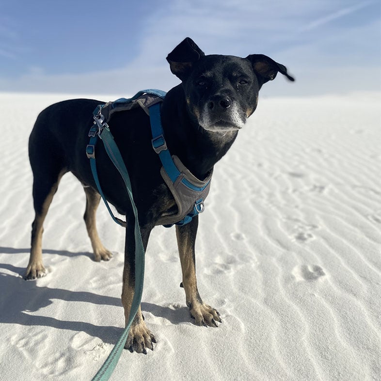 Catahoula Beagle Mix at Sand Dunes | Taste of the Wild