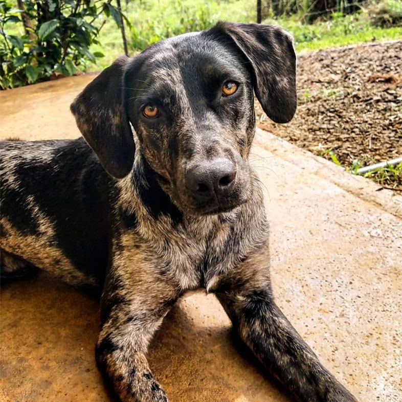 Catahoula Dog Lying on Concrete | Taste of the Wild