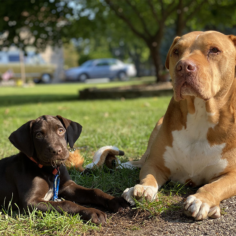 Two Dogs Lying on Grass | Taste of the Wild