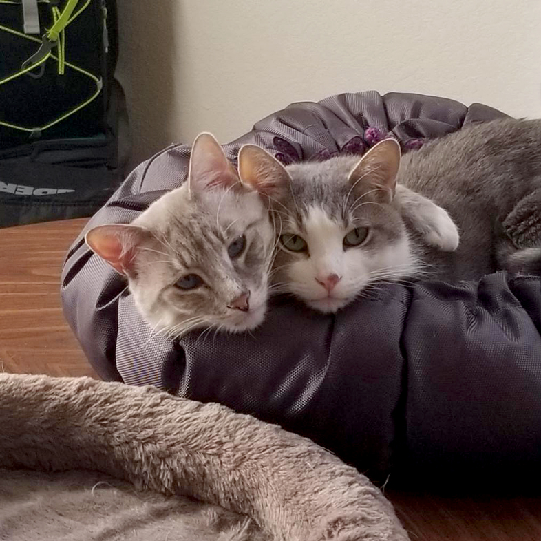 Cats Cuddling On Table | Taste of the Wild