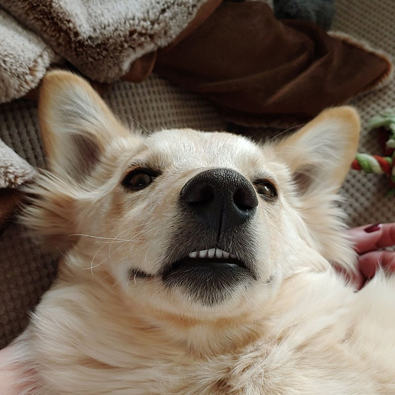 Cattle Eskimo Dog Lying Down Showing Teeth | Taste of the Wild