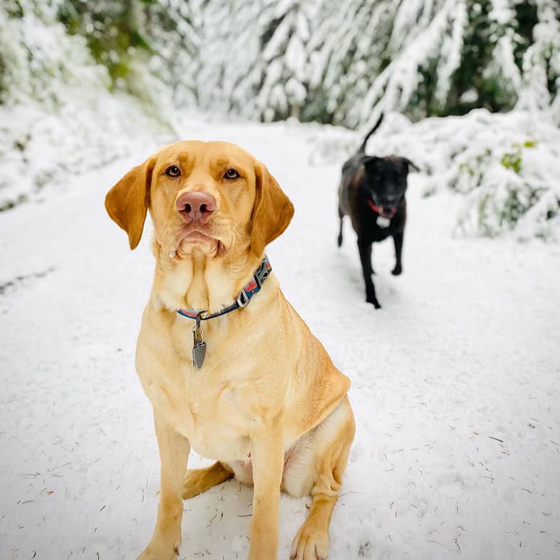 A yellow Lab sitting on a snowy trail in the woods with a black dog running up from behind.