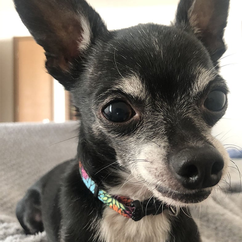 Chihuahua on Couch Looking at Camera | Taste of the Wild