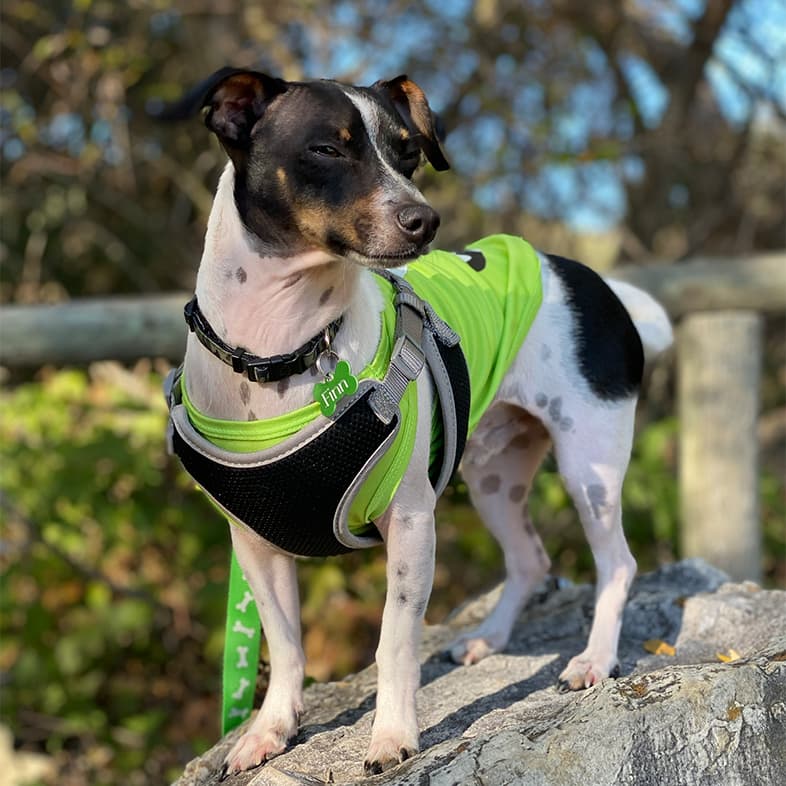 Chihuahua Mix Posing on Tree Trunk | Taste of the Wild