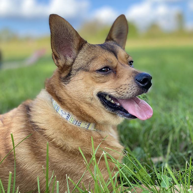 Chihuahua Terrier on Grass Sticking Tongue Out | Taste of the Wild