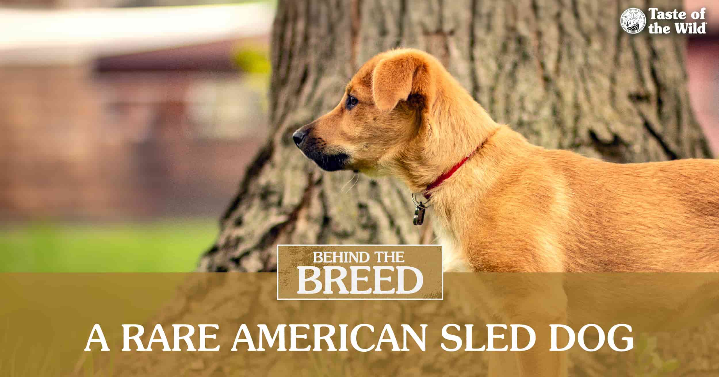 An interior graphic detailing three quick facts about chinook dogs.