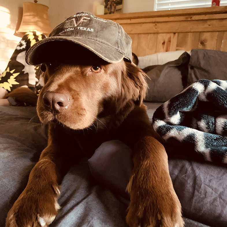 Chocolate Lab and Newfoundland Mix Wearing Hat | Taste of the Wild