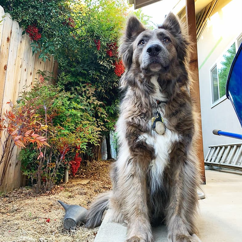 Chow Chow German Shepherd Mix Sitting in Yard | Taste of the Wild