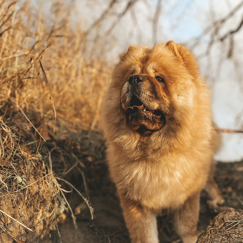 Chow Chow Walking on Trail | Taste of the Wild