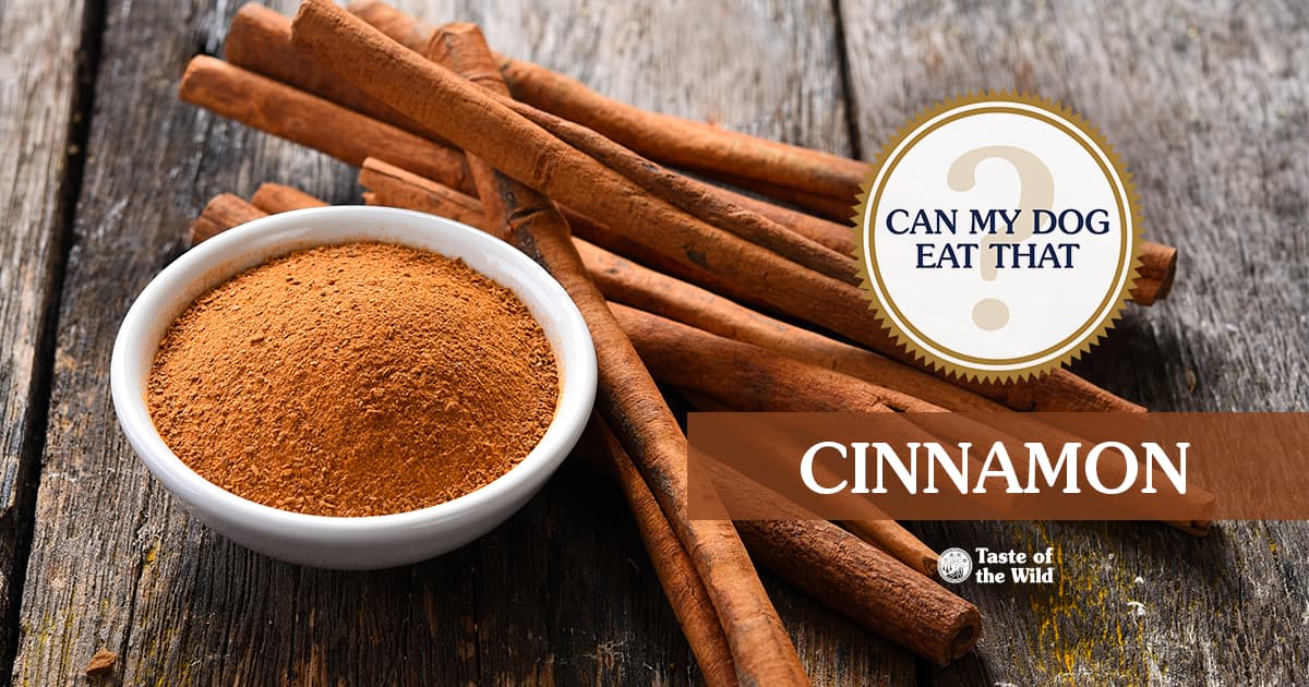 An interior graphic with text that reads ‘Can my dog eat cinnamon? Yes! (in small amounts)’.