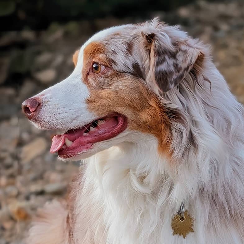 Close-up of an Australian shepherd looking to the left.