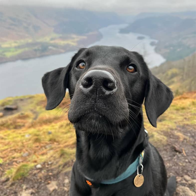 Close-up of a black lab looking up and sitting on a hill in front of a valley and river.