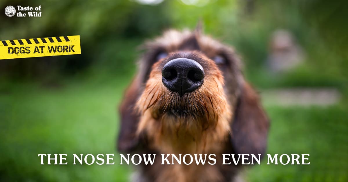 A close-up of a brown dog's nose.